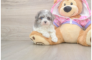 Maltipoo Pup Being Cute