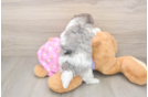 Sweet Maltipoo Baby