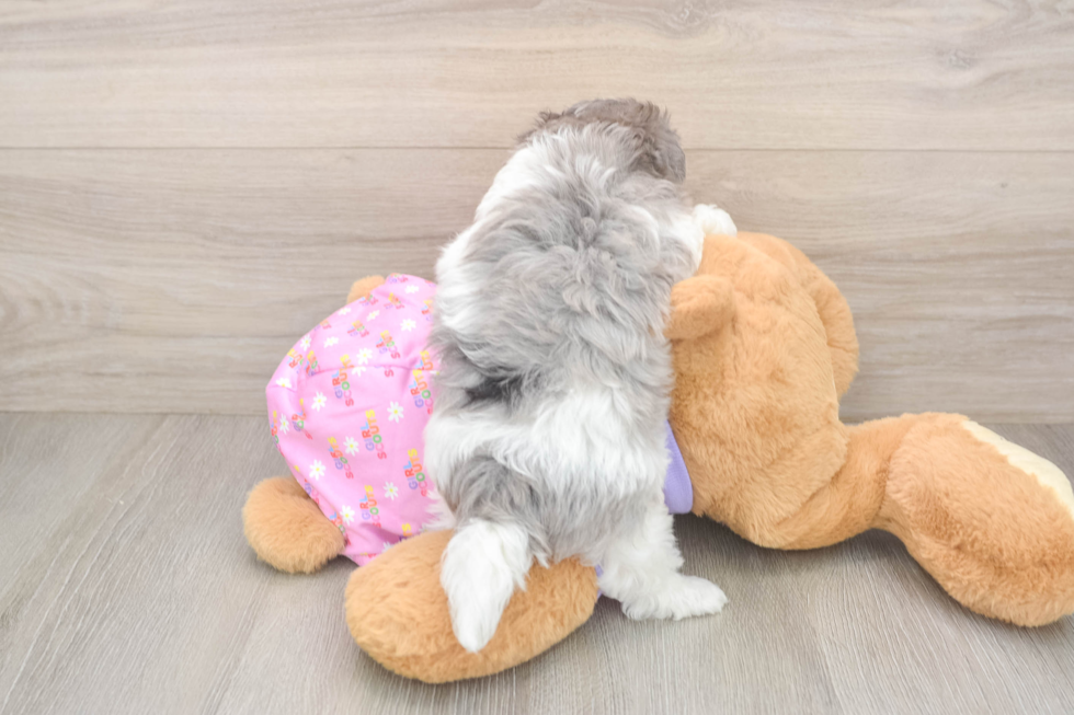 Sweet Maltipoo Baby