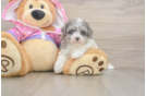 Maltipoo Pup Being Cute