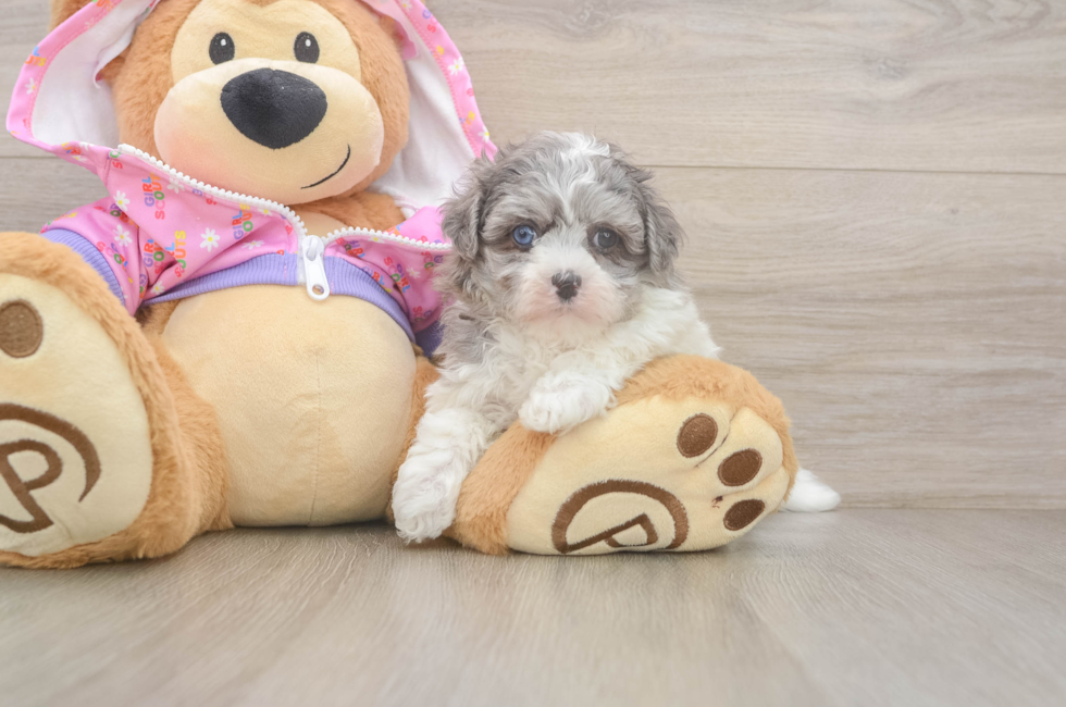 5 week old Maltipoo Puppy For Sale - Windy City Pups