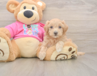 5 week old Maltipoo Puppy For Sale - Windy City Pups