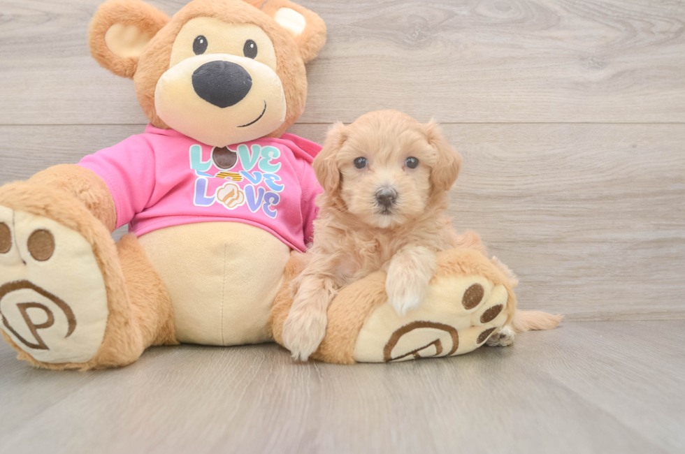 5 week old Maltipoo Puppy For Sale - Windy City Pups
