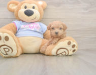 7 week old Maltipoo Puppy For Sale - Windy City Pups