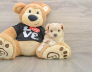 8 week old Maltipoo Puppy For Sale - Windy City Pups