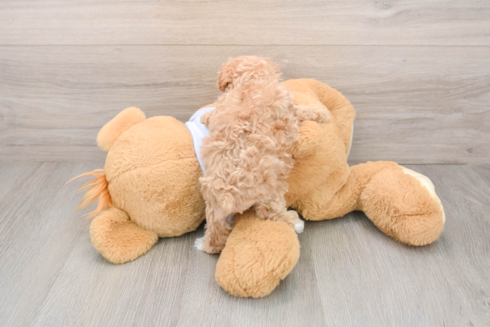 Popular Maltipoo Poodle Mix Pup