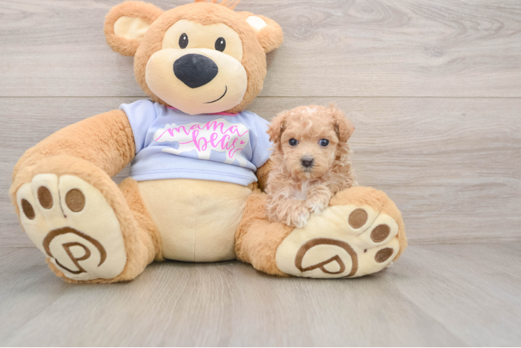 Energetic Malt a Poo Poodle Mix Puppy