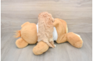 Maltipoo Puppy for Adoption