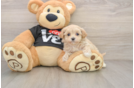 Best Maltipoo Baby