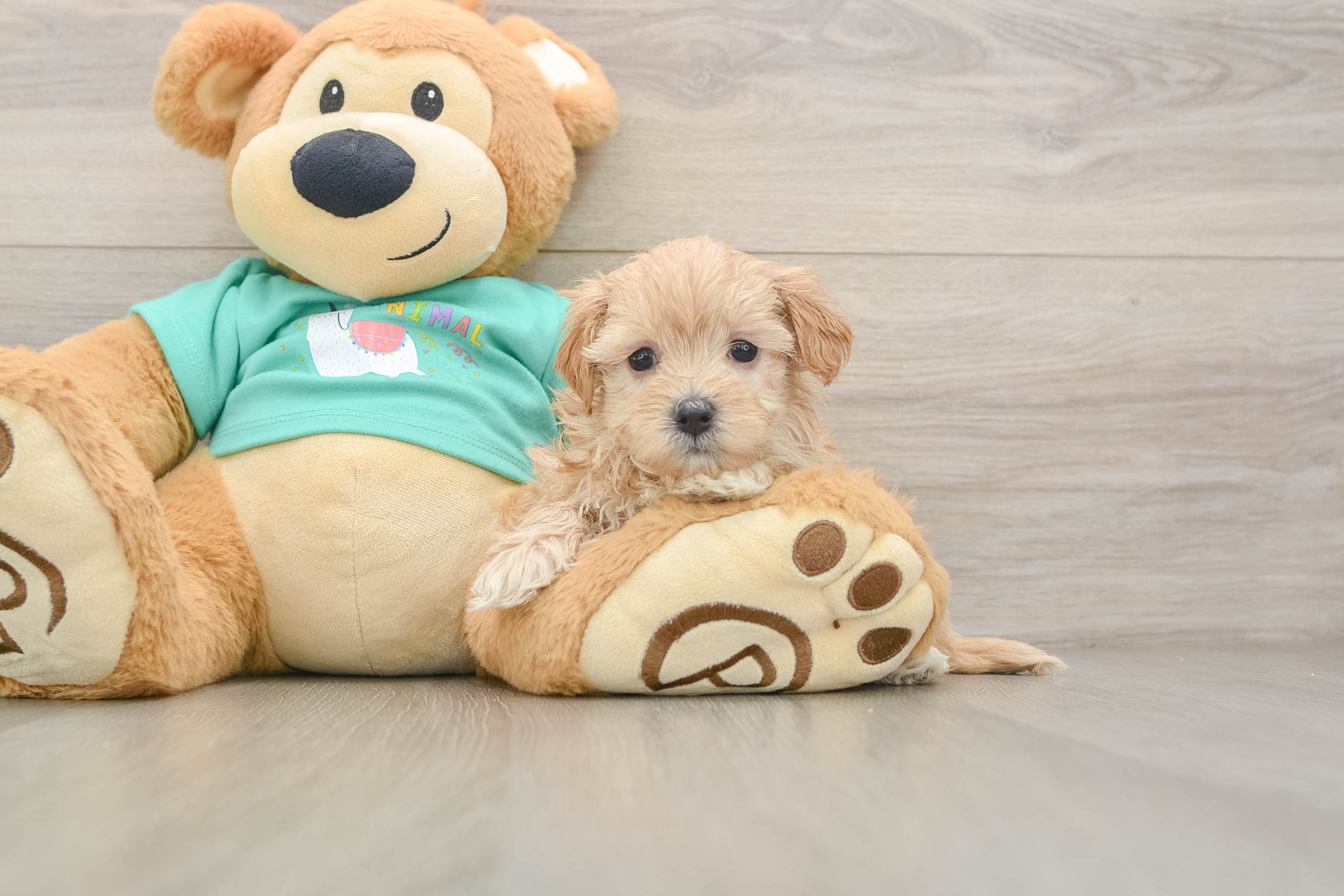 Petite Maltipoo Poodle Mix Pup