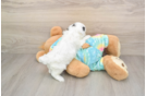 Popular Maltipoo Poodle Mix Pup
