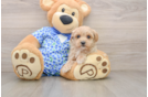 Maltipoo Pup Being Cute