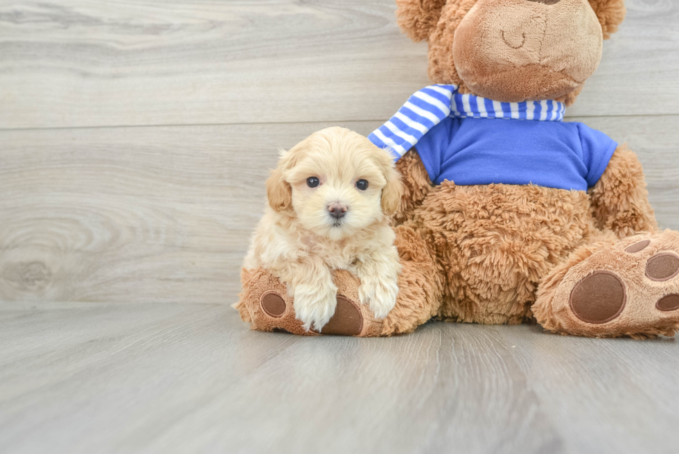 Maltipoo Pup Being Cute