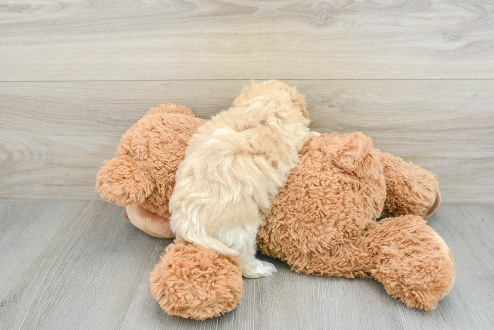 Friendly Maltipoo Baby