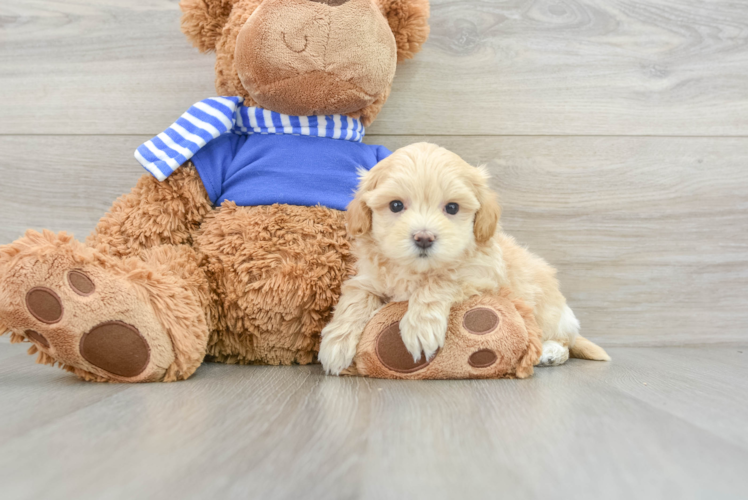 Smart Maltipoo Poodle Mix Pup