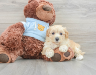 9 week old Maltipoo Puppy For Sale - Windy City Pups