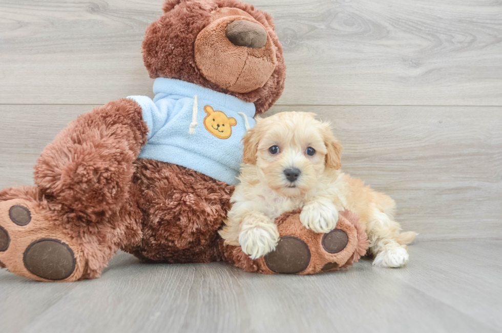 6 week old Maltipoo Puppy For Sale - Windy City Pups