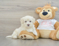 9 week old Maltipoo Puppy For Sale - Windy City Pups