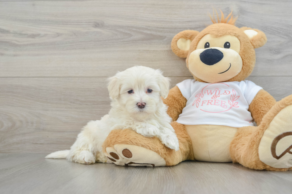 7 week old Maltipoo Puppy For Sale - Windy City Pups