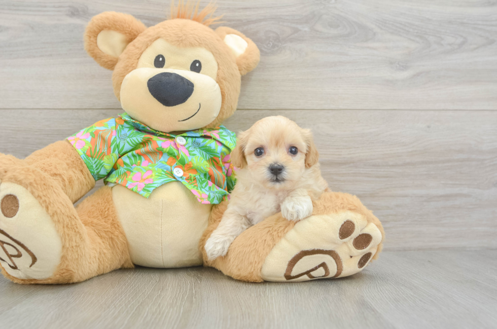 6 week old Maltipoo Puppy For Sale - Windy City Pups