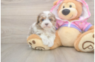 Smart Maltipoo Poodle Mix Pup
