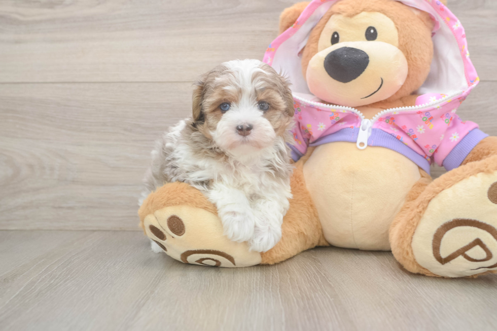 Smart Maltipoo Poodle Mix Pup