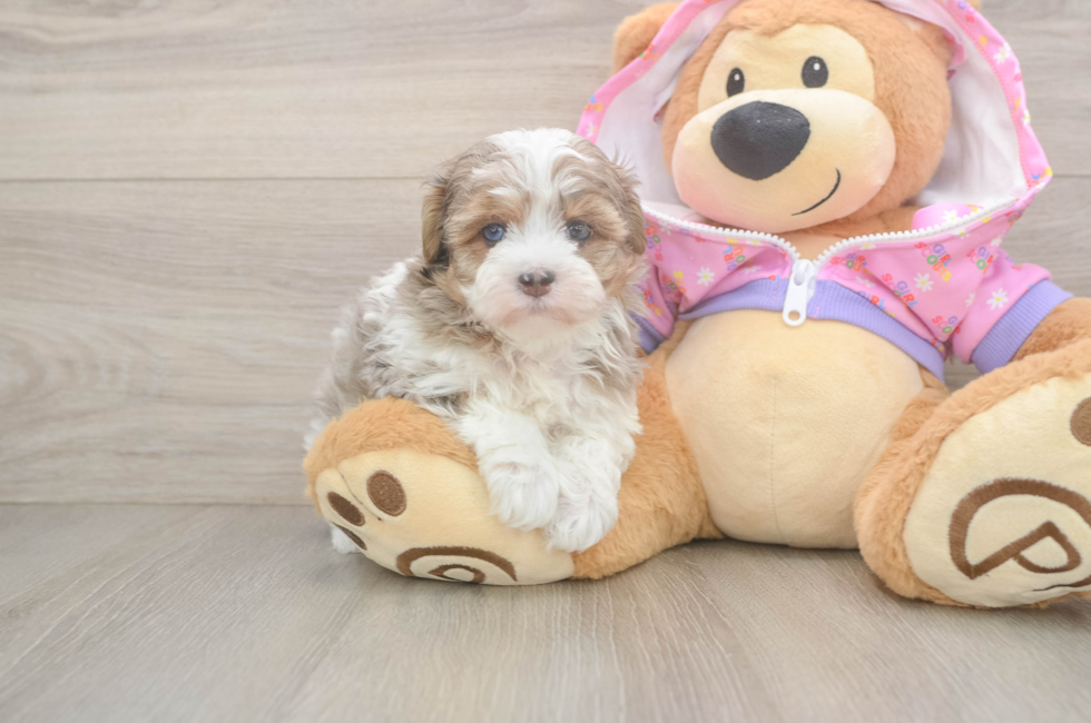 5 week old Maltipoo Puppy For Sale - Windy City Pups