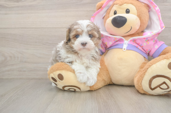 Smart Maltipoo Poodle Mix Pup