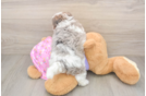 Maltipoo Pup Being Cute