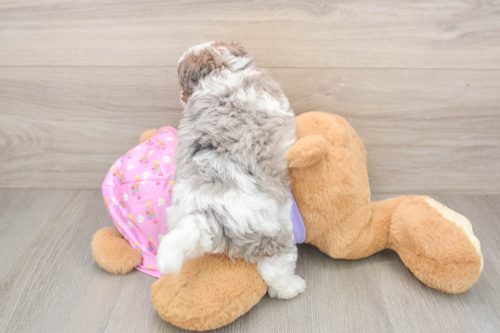 Maltipoo Pup Being Cute