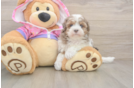 Best Maltipoo Baby
