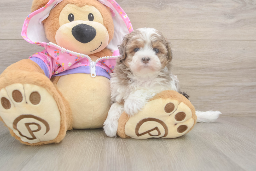 Best Maltipoo Baby