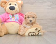 6 week old Maltipoo Puppy For Sale - Windy City Pups