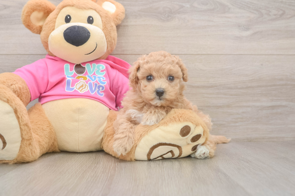 5 week old Maltipoo Puppy For Sale - Windy City Pups