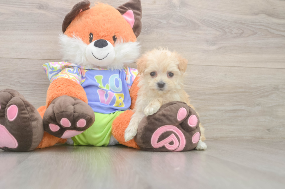 6 week old Maltipoo Puppy For Sale - Windy City Pups