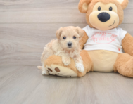 7 week old Maltipoo Puppy For Sale - Windy City Pups