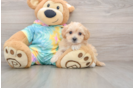 Best Maltipoo Baby