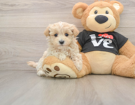 7 week old Maltipoo Puppy For Sale - Windy City Pups