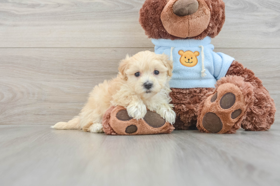 6 week old Maltipoo Puppy For Sale - Windy City Pups