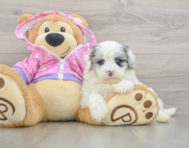 9 week old Maltipoo Puppy For Sale - Windy City Pups