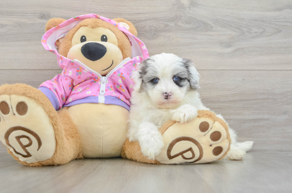 7 week old Maltipoo Puppy For Sale - Windy City Pups