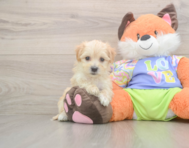 8 week old Maltipoo Puppy For Sale - Windy City Pups