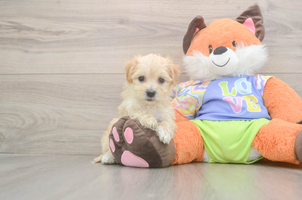 6 week old Maltipoo Puppy For Sale - Windy City Pups