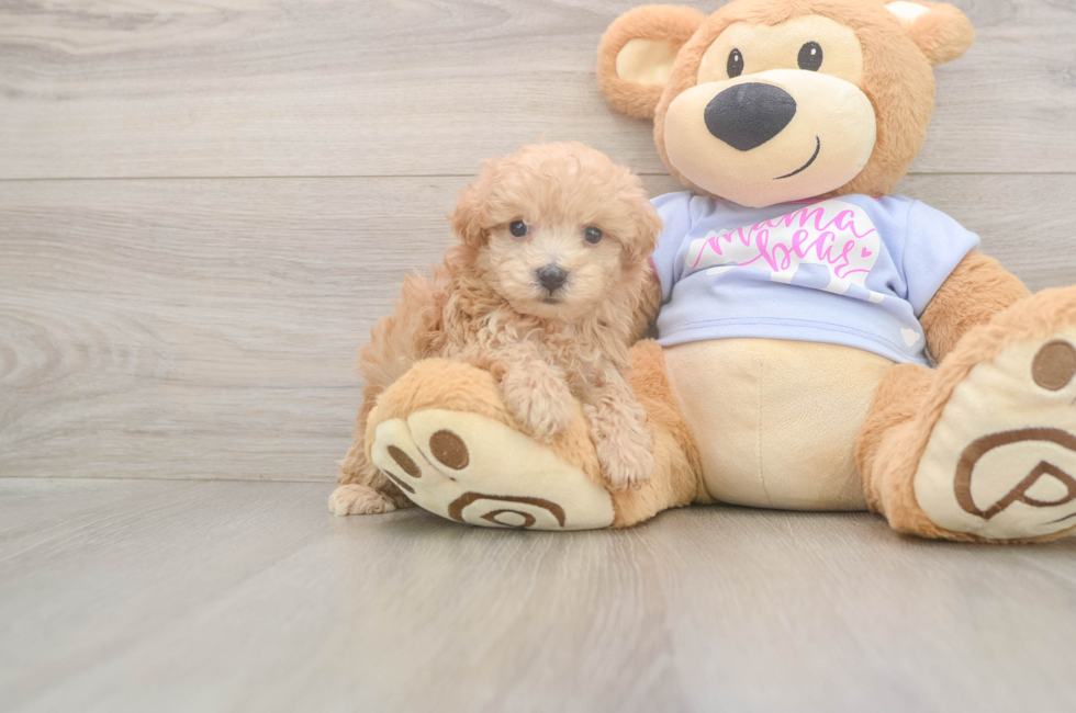 5 week old Maltipoo Puppy For Sale - Windy City Pups