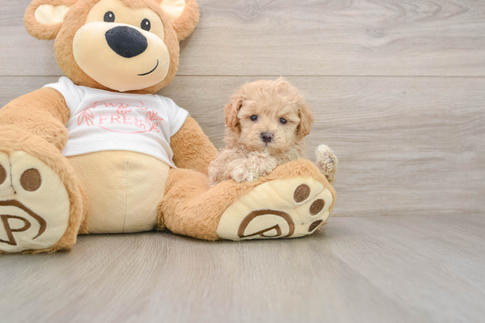 Best Maltipoo Baby