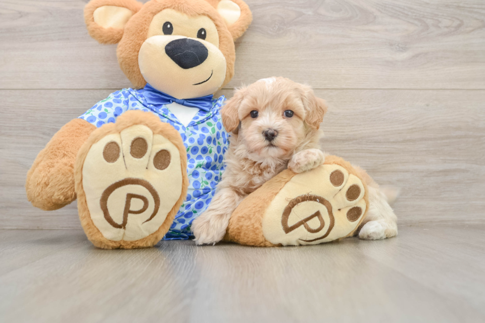 Best Maltipoo Baby