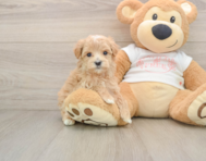 7 week old Maltipoo Puppy For Sale - Windy City Pups