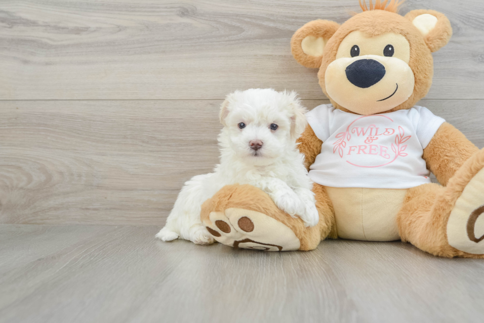 Playful Maltepoo Poodle Mix Puppy