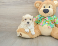 9 week old Maltipoo Puppy For Sale - Windy City Pups