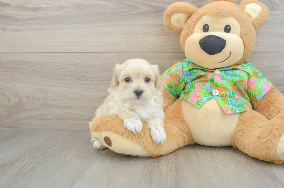 6 week old Maltipoo Puppy For Sale - Windy City Pups